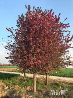 18公分丰盛海棠