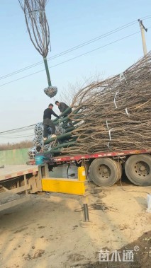 12公分樱花