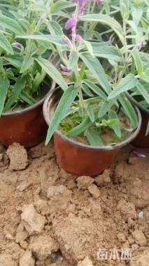 高度15厘米墨西哥鼠尾草