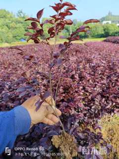 高度35厘米红花继木