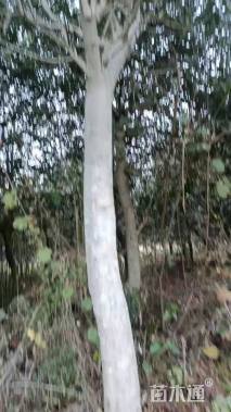 10公分枸骨