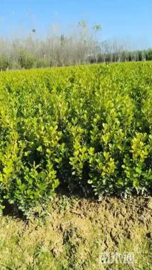 高度30厘米瓜子黄杨