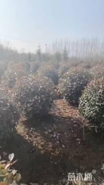 冠幅100厘米红叶石楠球