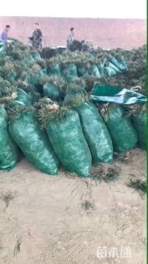 高度20厘米细叶麦冬草