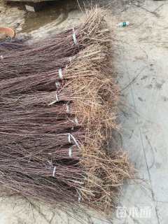 高度60厘米红柳