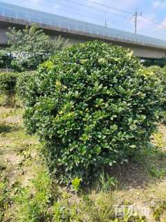 冠幅120厘米茶梅球