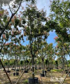 12公分黄山栾树