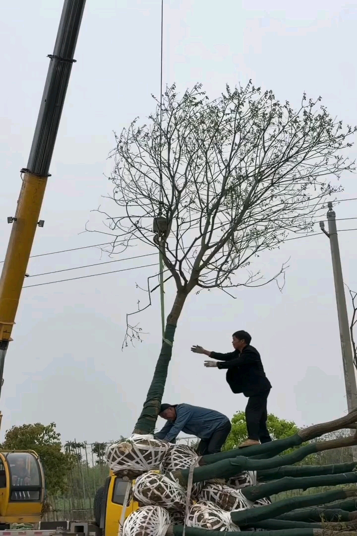 11公分乌桕