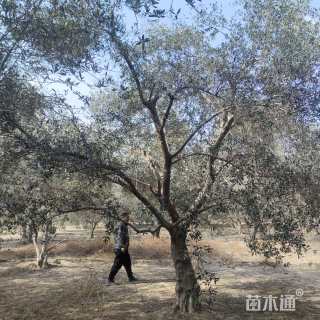 50公分橄榄树