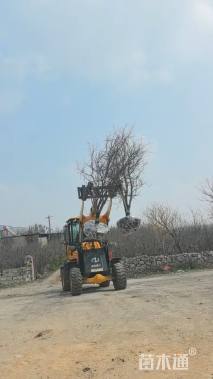 高度400厘米果石榴