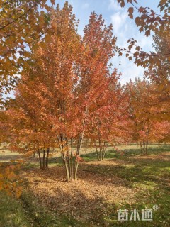 12公分美国红枫-红点