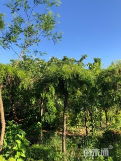8公分龙爪槐
