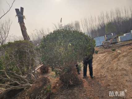 高度180厘米瓜子黄杨