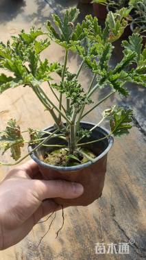 高度18厘米天竺葵