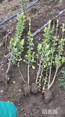 高度150厘米北海道黄杨