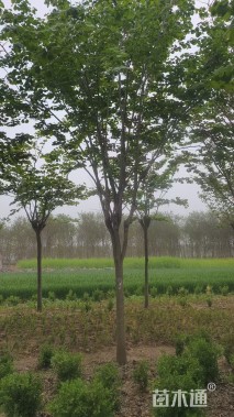 9公分巨紫荆