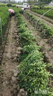 高度50厘米大叶黄杨