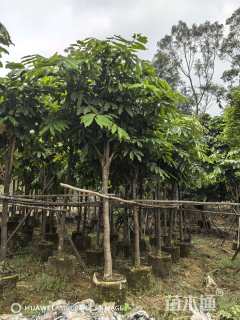 8公分火焰花