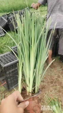 高度50厘米黄菖蒲