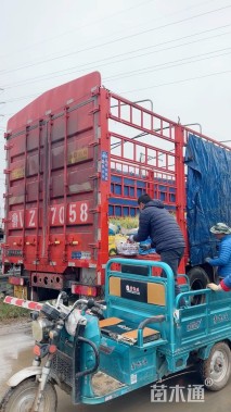 高度80厘米南天竹