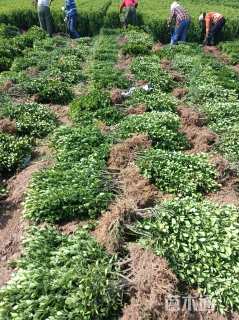 高度50厘米大叶黄杨小苗