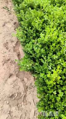 高度35厘米小叶黄杨