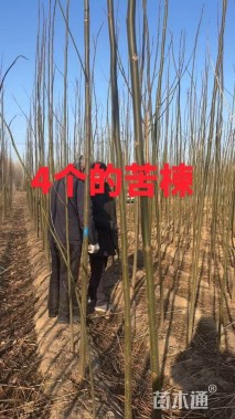4公分苦楝