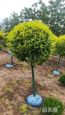 冠幅100厘米金叶榆球