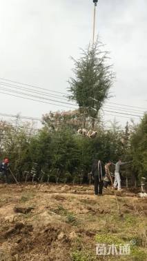 高度350厘米雪松