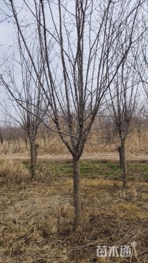 8公分绚丽海棠