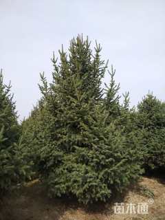 高度600厘米雪松
