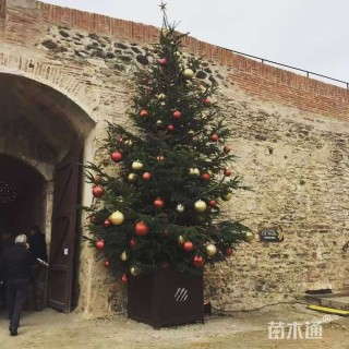 高度300厘米美国蓝杉