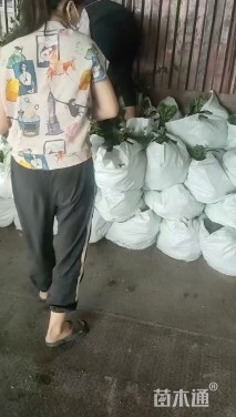 高度50厘米迎春花
