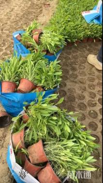 高度12厘米金鸡菊