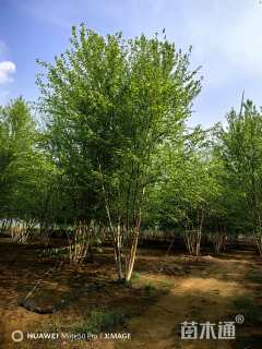 高度400厘米丛生河桦