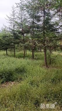 15公分北美红杉