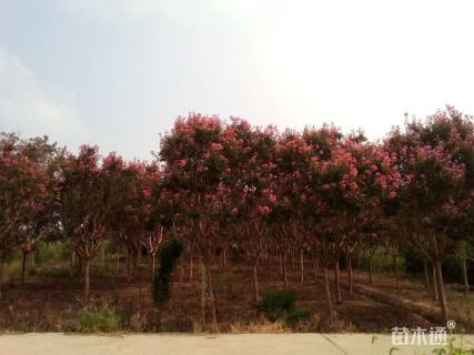 高度400厘米美国国旗红紫薇