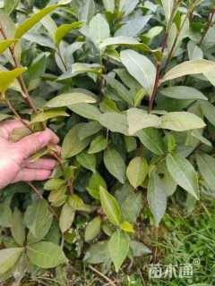 高度50厘米茶叶苗