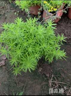 高度8厘米佛甲草