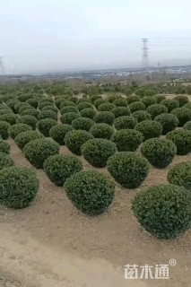 百日草种子