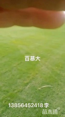 草卷状百慕大草