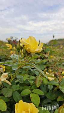 高度35厘米月季