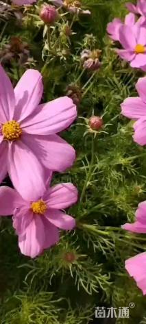 高度10厘米波斯菊