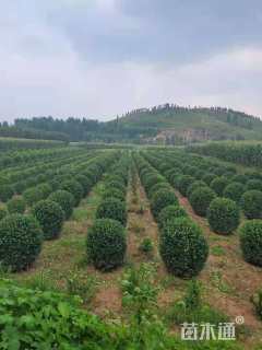 冠幅120厘米大叶黄杨球