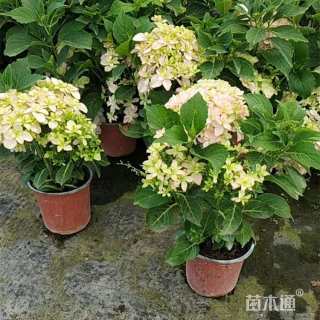 高度20厘米绣球