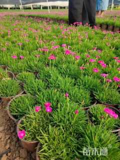 高度10厘米欧石竹