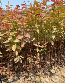 高度80厘米桉树小苗
