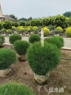 高度60厘米木麻黄球