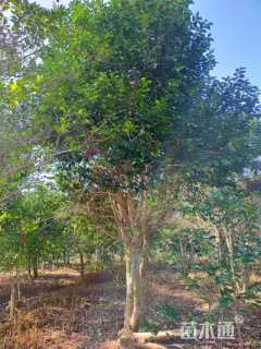 25公分红果冬青