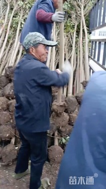 4公分大叶女贞
